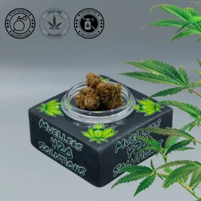 Juicy Mango Indoor Blüten 5-10g